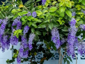 Queen’s Wreath plants