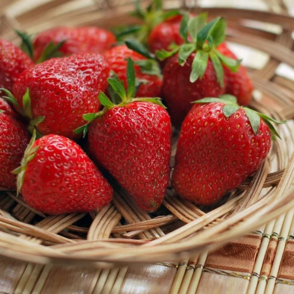 Quinault Strawberry Plants - 25 Everbearing Bare Root Plants