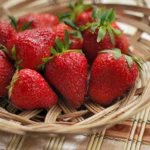 Quinault Strawberry Plants - 50 Everbearing Bare Root Plants