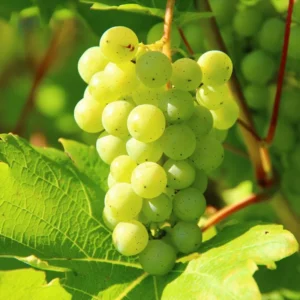Edelweiss Grape Vine - Bare Root Live Plant - White Grape Variety