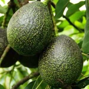 Gem Avocado Tree - 1 Foot Tall Grafted Tree - Ships in Bag