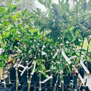 Hamlin Orange Tree - 1 Gallon Potted Citrus Tree - 2 Feet Tall - Not Ship CA