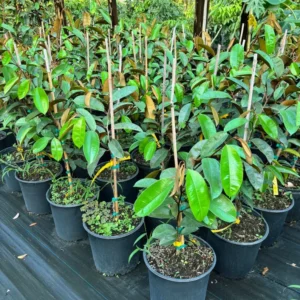 Purple Caimito Tree - 3 Gallon 3 Feet - Exotic Fruit Tree - Home Garden Ready - Not Ship CA