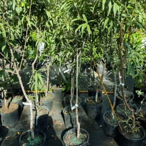 Peach Tree - 4 ft Live Plant in 3 Gallon Pot - Fast Growing Peach Tree - Not Ship CA