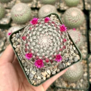 Rainbow Pincushion Cactus Mammillaria Rhodantha Spherical Cactus 3