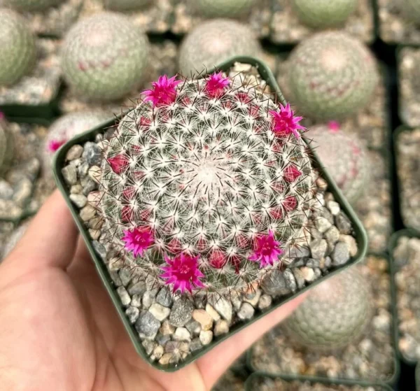 Rainbow Pincushion Cactus Mammillaria Rhodantha Spherical Cactus 3" Pot