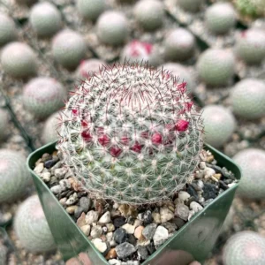 Rainbow Pincushion Cactus Mammillaria Rhodantha Spherical Cactus 3" Pot