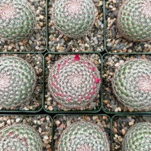 Rainbow Pincushion Cactus Mammillaria Rhodantha Spherical Cactus 3