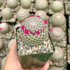 Rainbow Pincushion Cactus Mammillaria Rhodantha Spherical Cactus 3