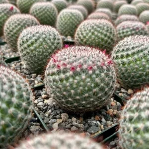 Rainbow Pincushion Cactus Mammillaria Rhodantha Spherical Cactus 3