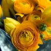 Ranunculus Aviv Gold Flower Bulbs - Golden Blooms