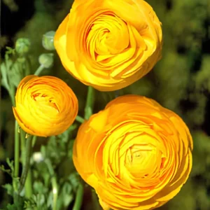 Ranunculus Aviv Gold Flower Bulbs - Golden Blooms