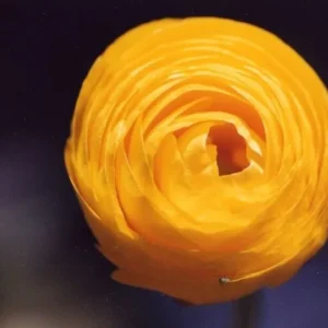 Ranunculus Aviv Gold Flower Bulbs - Golden Blooms