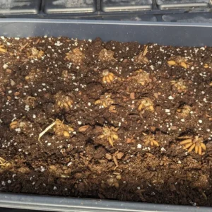 Ranunculus Aviv Gold Flower Bulbs - Golden Blooms