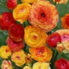 Ranunculus Aviv Picotee Orange Flower Plant - Buy 4 Get 1 Free