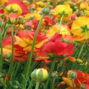 Ranunculus Aviv Picotee Orange Flower Plant - Buy 4 Get 1 Free