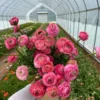 Ranunculus Aviv Rose Flower - Buy 4 Get 1 Free