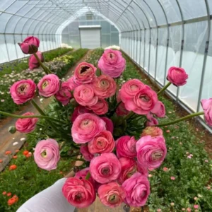 Ranunculus Aviv Rose Flower - Buy 4 Get 1 Free