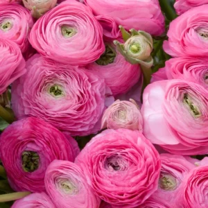 Ranunculus Aviv Rose Flower - Buy 4 Get 1 Free