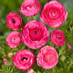 Ranunculus Aviv Rose Flower - Buy 4 Get 1 Free