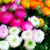 Ranunculus Mixed Shade Bulbs - 25 Bulbs - Mixed Colors - Flower Bulbs, Discount