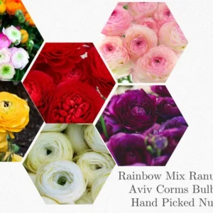 Ranunculus Mixed Shade Bulbs - 25 Bulbs - Mixed Colors - Flower Bulbs, Discount