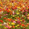 Ranunculus Mixed Shade Bulbs, 25 Jumbo Bulbs, Mixed Colors - Buy 4 Get 1 Free