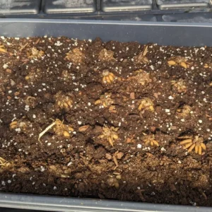 Ranunculus Mixed Shade Bulbs, 25 Jumbo Bulbs, Mixed Colors - Buy 4 Get 1 Free