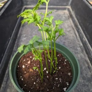 Ranunculus Mixed Shade Bulbs, 25 Jumbo Bulbs, Mixed Colors - Buy 4 Get 1 Free