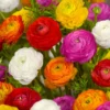Ranunculus Mixed Shade Flower Bulbs - Jumbo Size, Assorted Colors, Buy 4 Get 1 Free