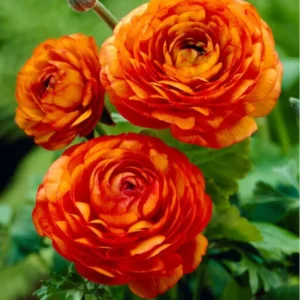 Ranunculus Orange Shade Bulbs 25-Pack Flower Bulbs Jumbo Size Buy 4 Get 1 Free