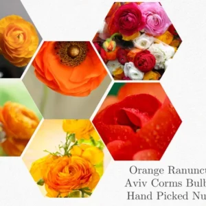 Ranunculus Orange Shade Bulbs 25-Pack Flower Bulbs Jumbo Size Buy 4 Get 1 Free