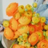 Ranunculus Orange Shade Flower Bulbs Jumbo Size - Buy 4 Get 1 Free