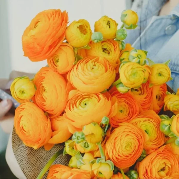 Ranunculus Orange Shade Flower Bulbs Jumbo Size - Buy 4 Get 1 Free