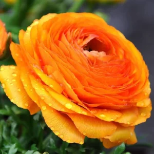 Ranunculus Orange Shade Flower Bulbs Jumbo Size - Buy 4 Get 1 Free
