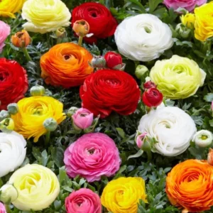 Ranunculus Orange Shade Flower Bulbs Jumbo Size - Buy 4 Get 1 Free