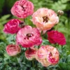 Ranunculus Picotee Pink Flower Bulbs - Pink Ranunculus Corms
