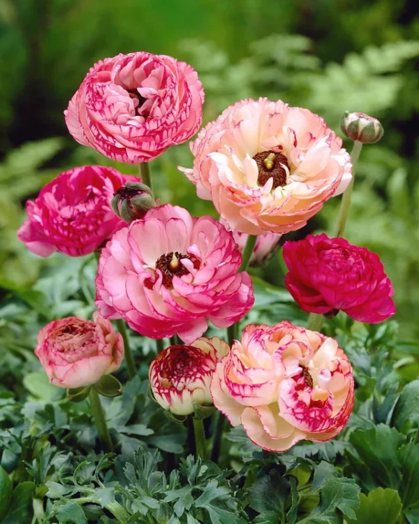 Ranunculus Picotee Pink Flower Bulbs - Pink Ranunculus Corms