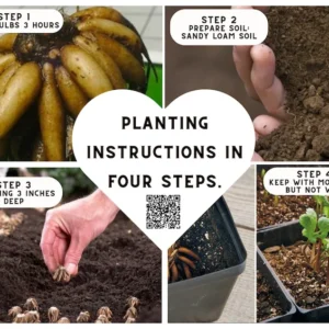 Ranunculus Picotee Pink Flower Bulbs - Pink Ranunculus Corms