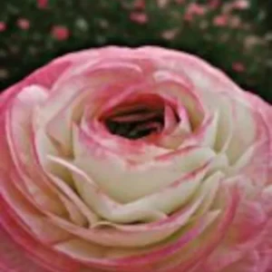 Ranunculus Picotee Pink Flower Bulbs - Pink Ranunculus Corms