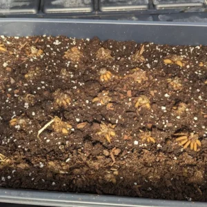 Ranunculus Picotee Pink Flower Bulbs - Pink Ranunculus Corms