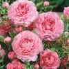 Ranunculus Pink Shade Bulbs - 10 Jumbo Flower Bulbs - Buy 4 Get 1 Free