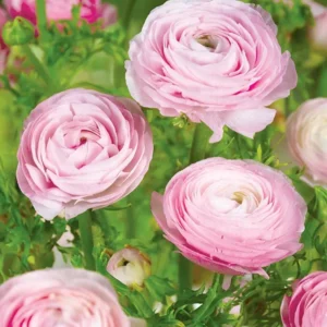 Ranunculus Pink Shade Bulbs - 10 Jumbo Flower Bulbs - Buy 4 Get 1 Free