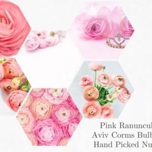 Ranunculus Pink Shade Bulbs - 10 Jumbo Flower Bulbs - Buy 4 Get 1 Free