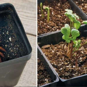 Ranunculus Pink Shade Bulbs - 25 Jumbo Flower Bulbs - Buy 5 Get 1 Free - Pink