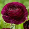 Ranunculus Purple Shade Flower Bulbs - Jumbo Size - Buy 4 Get 1 Free