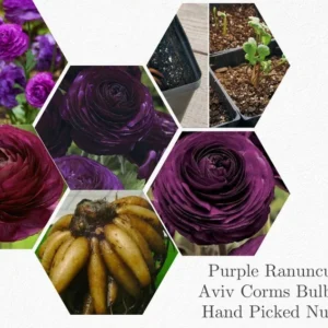 Ranunculus Purple Shade Flower Bulbs - Jumbo Size - Buy 4 Get 1 Free