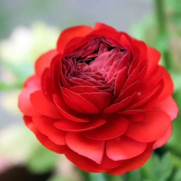 Ranunculus Red Shade Bulbs - Buy 4 Get 1 Free Jumbo Size Flower Bulbs