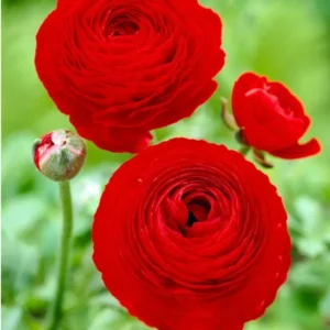 Ranunculus Red Shade Bulbs - Buy 4 Get 1 Free Jumbo Size Flower Bulbs