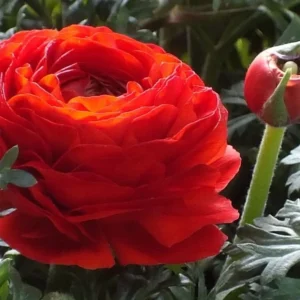Ranunculus Red Shade Bulbs - Buy 4 Get 1 Free Jumbo Size Flower Bulbs